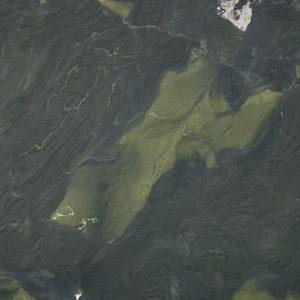 Quartzite Avocatus